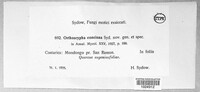 Pocillum concinnum image